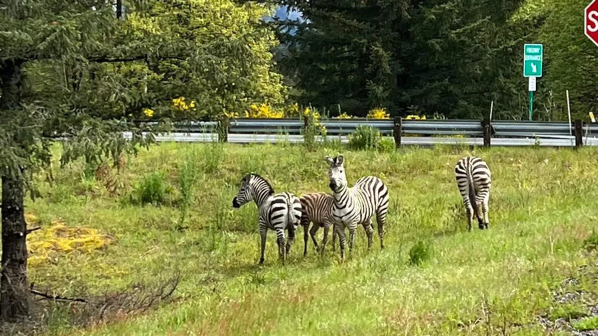 Four privately-owned zebras escaped today on I-90 near North Bend. What are people doing with zebras?? komonews.com/news/local/zeb…