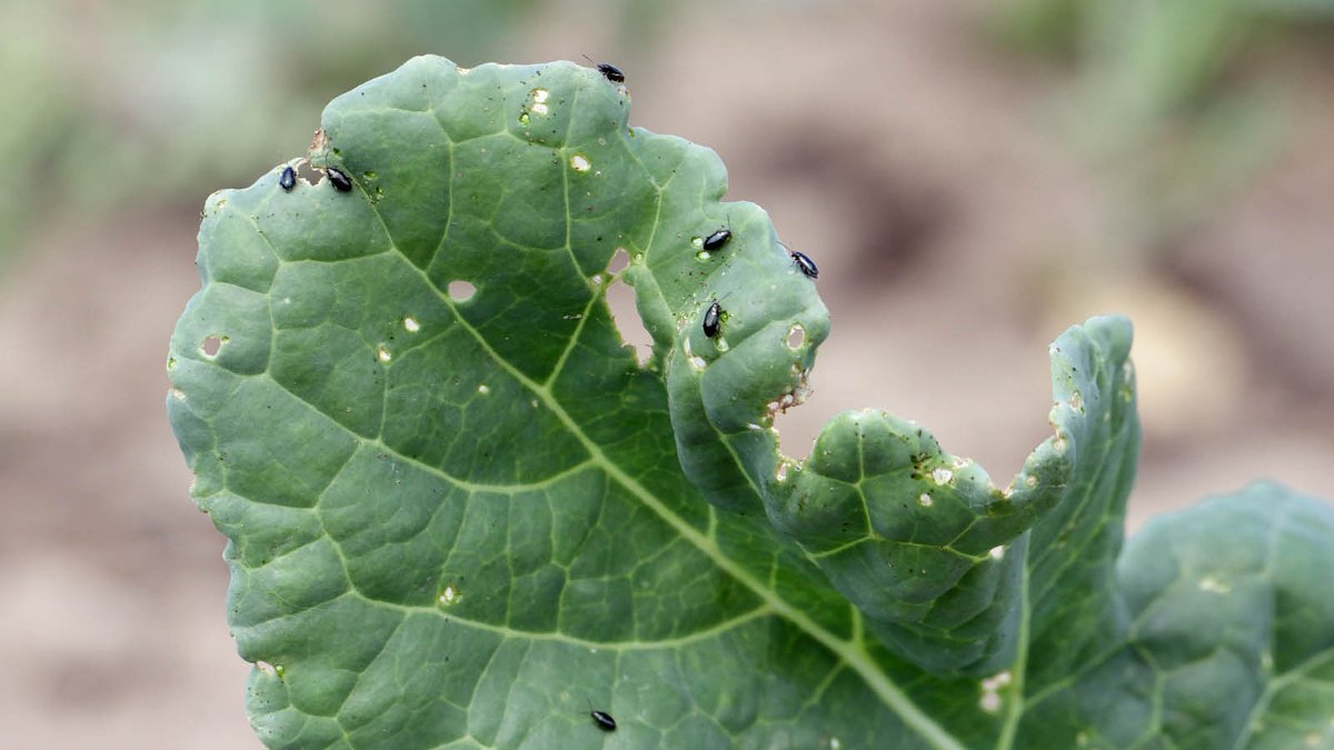 Never underestimate the damage flea beetles can do to a canola crop. Right now, they can’t wait to feed on seedlings. Check out this informative article on what you can expect this year: bit.ly/3U8F22Y

#WestCdnAg #canadian #prairies