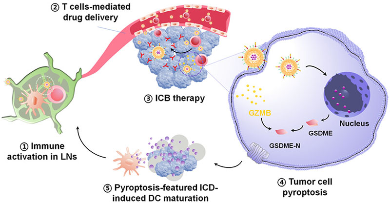 Can the cancer-immunity cycle be boosted? Scientists developed a #nanomedicine with dual responsiveness to pH and enzyme for programmed activation of #antitumor immunity through the lymphatic system.

Read more: go.acs.org/97d