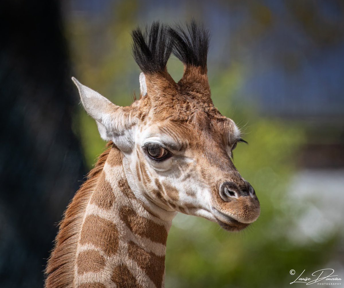 ‘Edie’ , baby Rothschild’s giraffe @chesterzoo