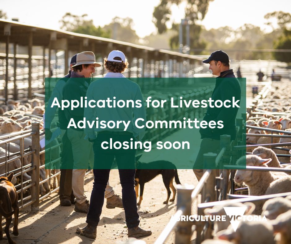 🐮 🐑 Applications close on 12 May for the Cattle Compensation Advisory Committee and Sheep & Goat Compensation Advisory Committee. To apply visit: 🔗 boards.vic.gov.au/search-board-v… 🔗 boards.vic.gov.au/search-board-v…