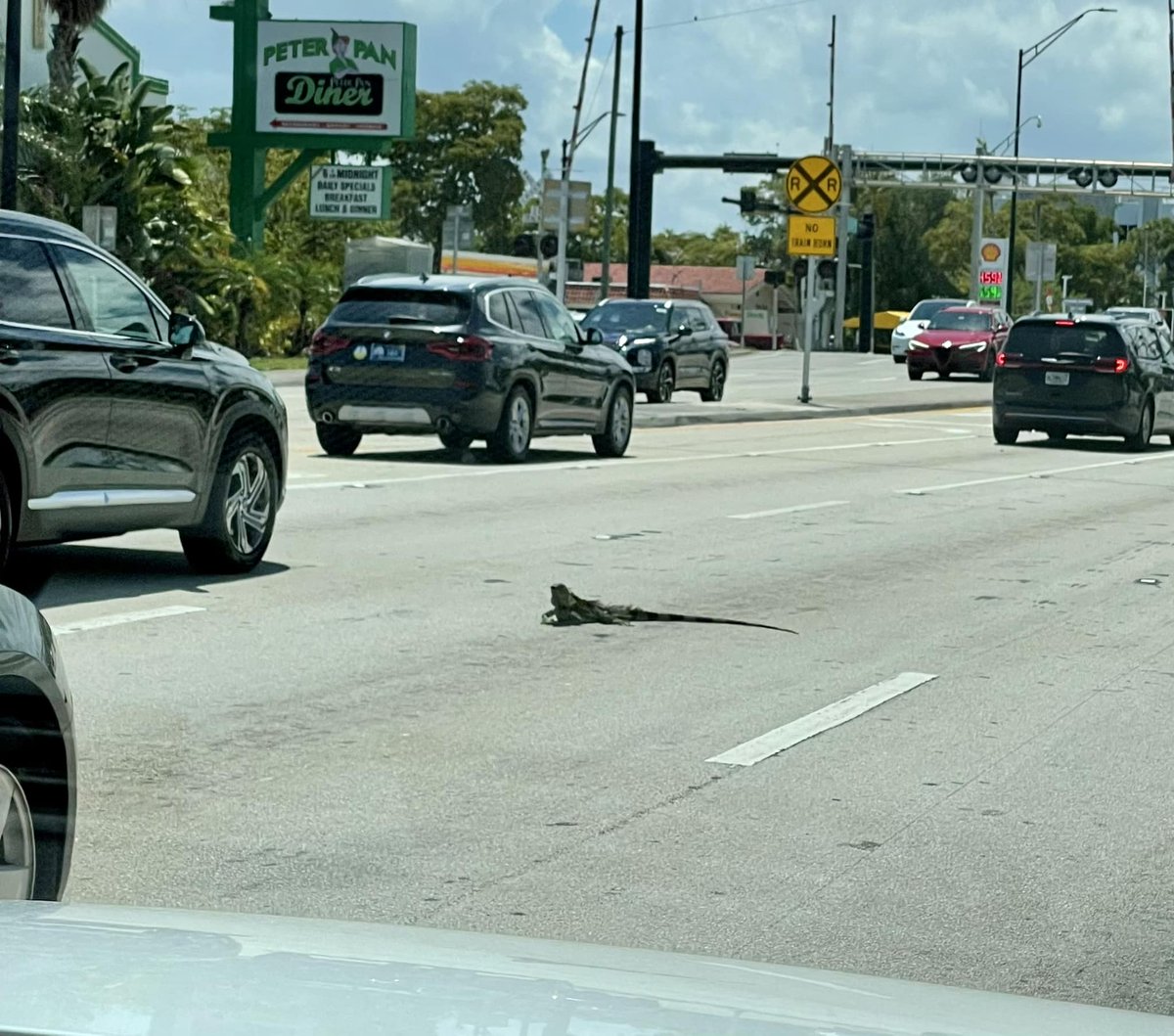 Only in Florida do you see an iguana in traffic
#OnlyinFlorida #onlyindade #floridalife 🦎🇺🇸