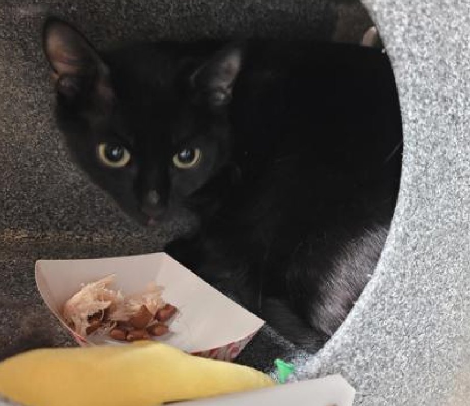 🆘🆘 WILLOW, 1 YO (JUST A BABY), FEMALE – IN MANHATTAN ACC 🆘🆘 - came into the shelter as an agency on 3/29/2024. 😿 😿 😿 😿 WILLOW tolerates attention and petting but may be fearful or stressed in the shelter, and may be intimidated by small children. She may be a little more