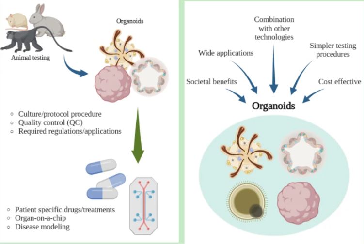 Scientists focused on stem cell-related methodologies, such as #organoids, that could serve as an alternative to 🧪 animal testing and discuss its advantages and limitations, alongside regulatory considerations.

📖 #review | bit.ly/4dcrigu