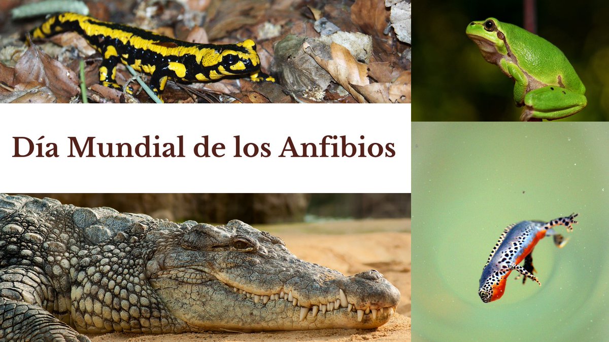 #DíaMundialDeLosAnfibios 
#AcciónClimática