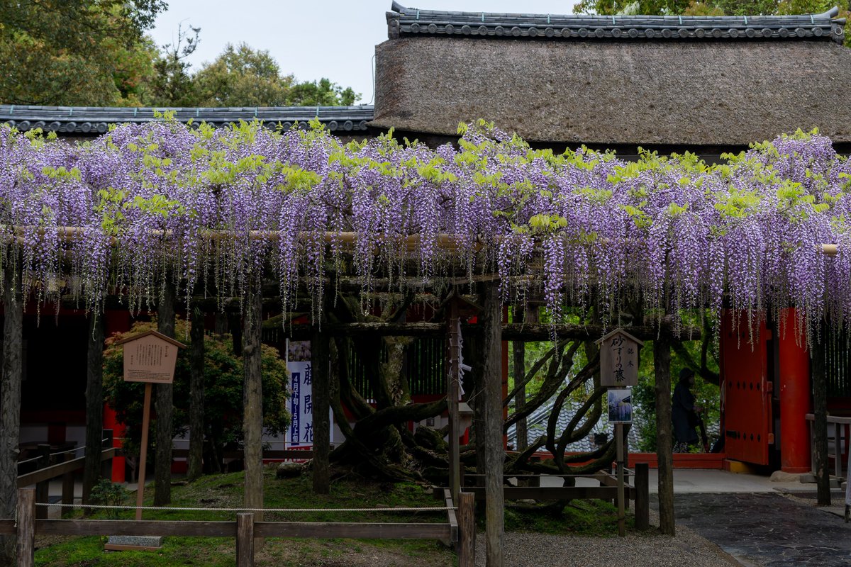 春日大社の藤の花♪