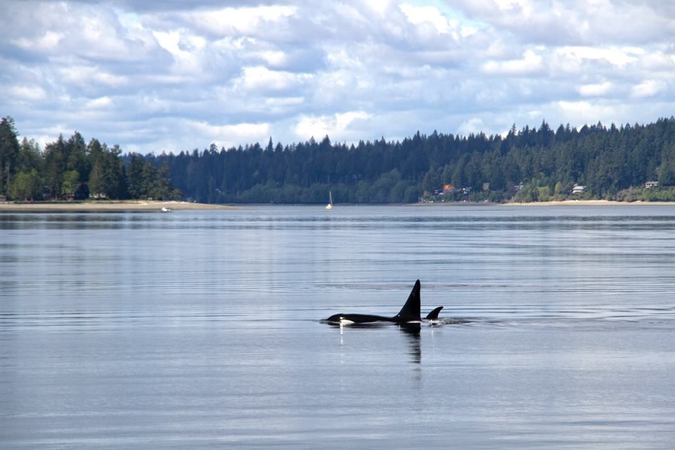 Bigg's (Transient) Killer Whales at the Beginning of the Season. Read the full story here:  buff.ly/2pCF45d
Photo by Janine
This is an encounter from 2017
#WhaleTales