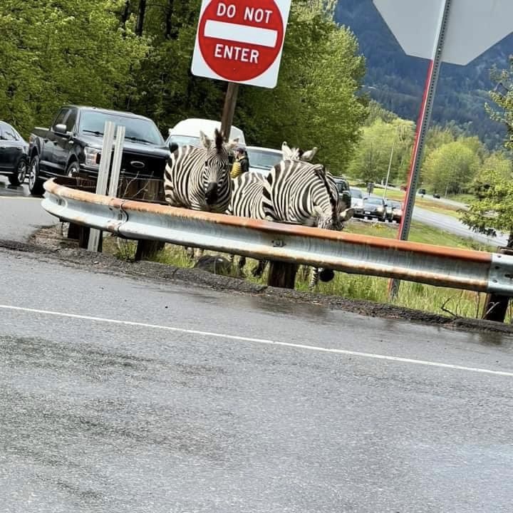 🚨#UPDATE: Here are more photos captured by amused and confused bystanders as four rogue zebras lead police on joy ride chase, pulling off a great escape from their trailer