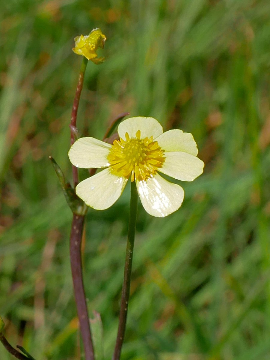 Lesser Spearwort, one of thousands at Maer Lake near Bude today. Maer Lake #Cornwall #wildflowerhour Ranunculus flammula