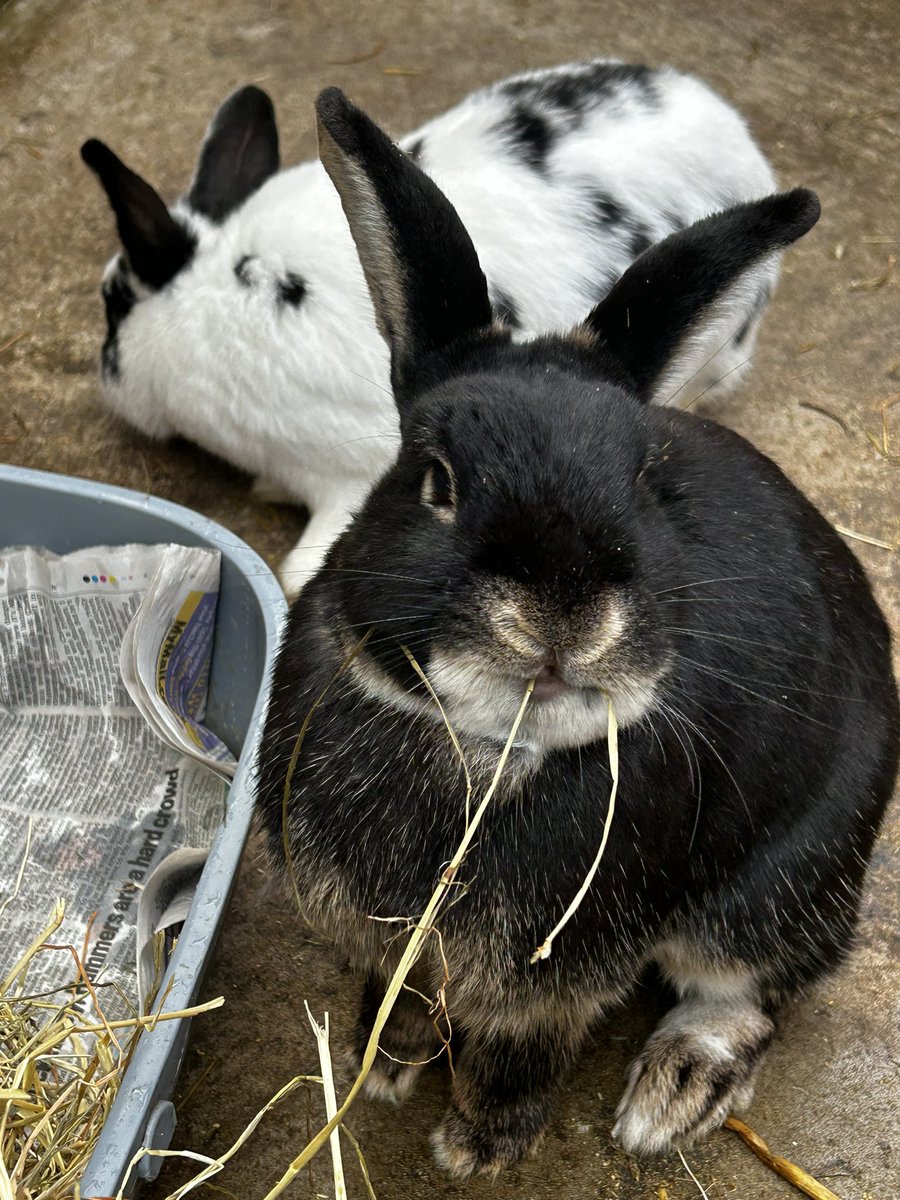 Hector and Jane. Jane was one of the first buns we had here at the rescue. She was being sold for drugs. Hector was abandoned at a vet with flystrike, the owner said to euthanise him rather than pay for treatment. The vet asked if we could help and of course we did. They make