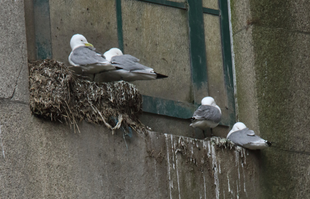 Wed, 24 Apr 2024. Chilly day at Tyne Bridge (photo) where kittiwake numbers less than at the spring peak. Nesting season should begin in earnest very soon. Displaced kittiwakes have taken interest in mitigation and other ledges, but so far avoid their specially-built new ‘hotels’