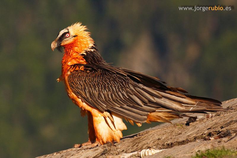 @Dirtdragonmom Lammergaier, aka bearded vulture.