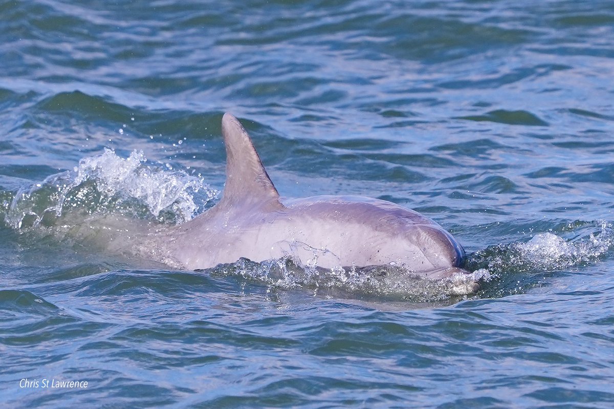 it’s not super often that you have a triple cetacean species day in-shore on the western new york bight, but today was one of those days