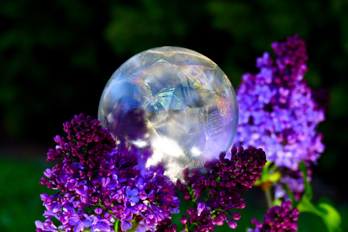 Some more #FrozenBubble images from Friday morning. #Photography #FrozenBubbles #IceBubbles #FrozenBubblePhotography #Lilac #Flowers #Bubble @StormHour