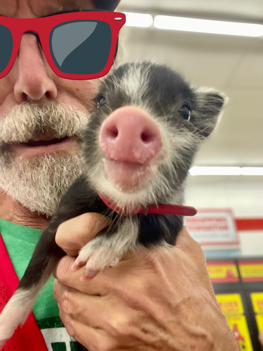 DarinRMcClure's tweet image. Meet #BaconBits