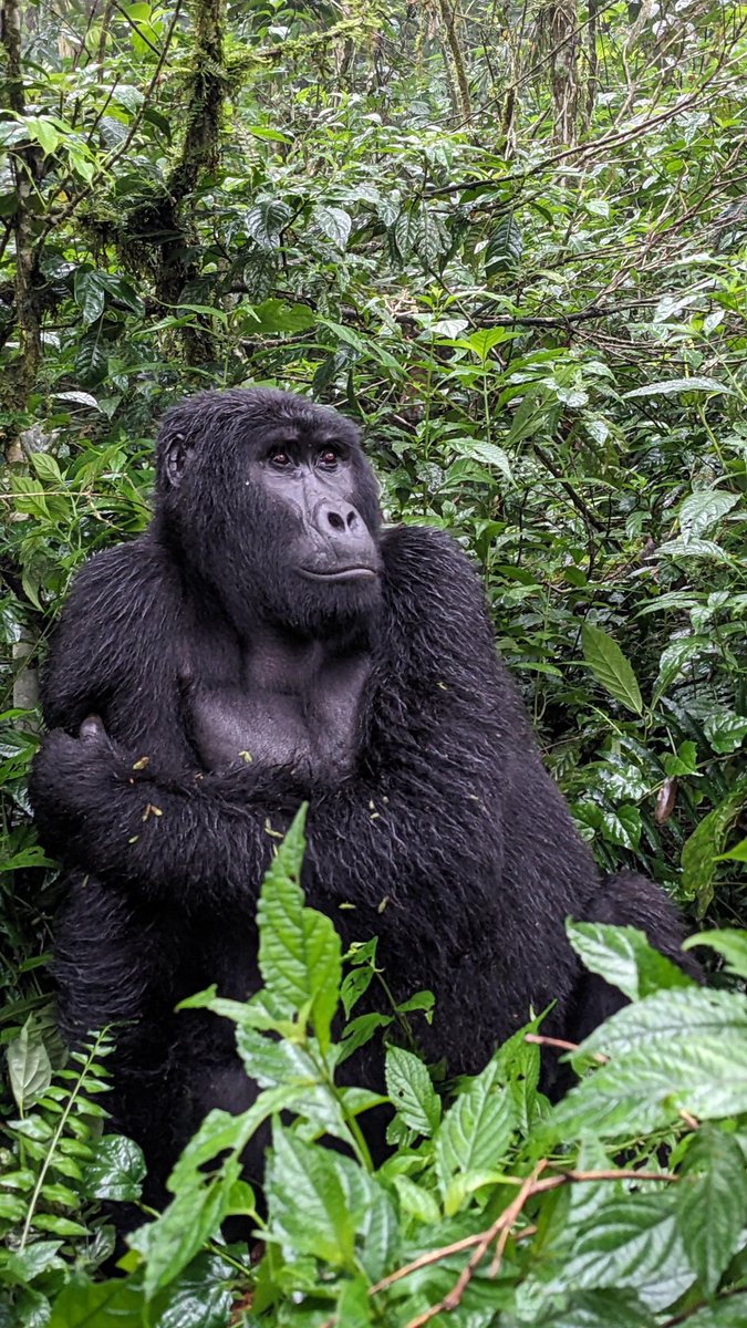 onesourceuganda's tweet photo. @Matt_Pinner Here is another. Bwindi impenetrable forest National park Uganda, Eastern Africa. See what the forest is home to. https://t.co/CMPB7YfDQd
