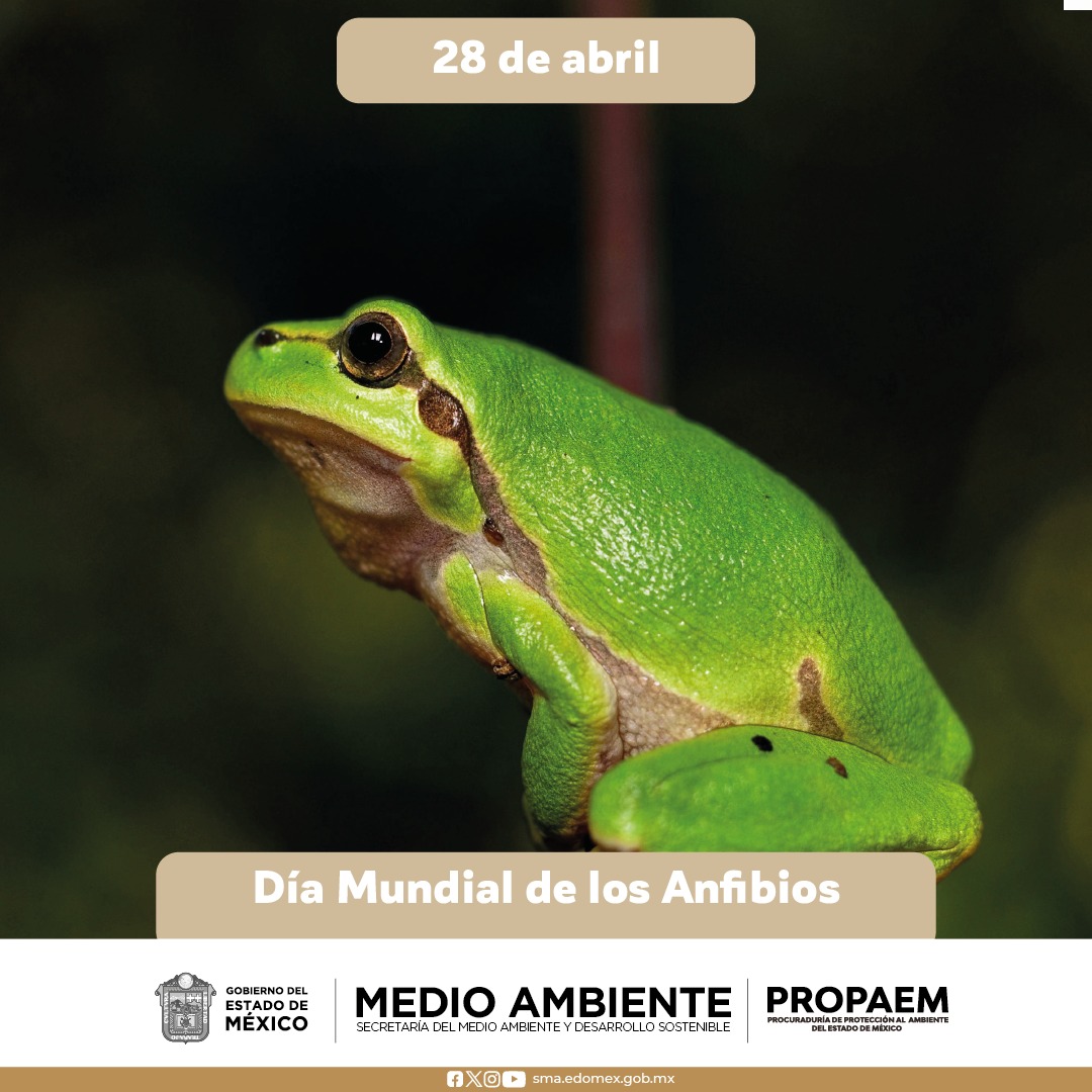 #SabíasQué Con 376 especies, México es quinto lugar mundial en diversidad de anfibios