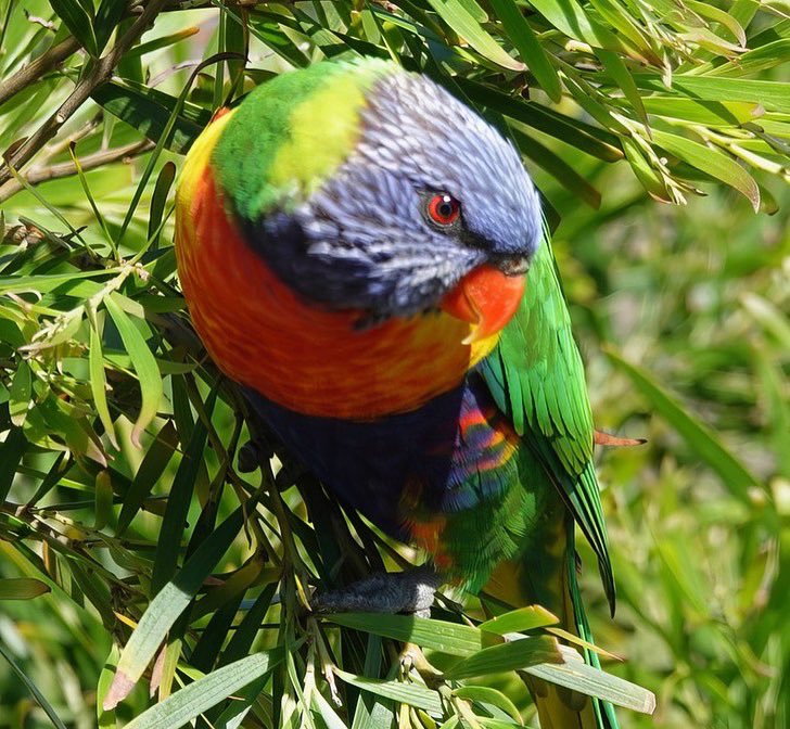 #FirstSeenAndHeard #FSAH 

Day 1 Birding Roadtrip 
Seen: Rainbow Lorikeet. Heard: Australian Magpie. Bairnsdale. Australia

@birdemergency 
#birdwatching #Birding #birdphotography #WildOz #bird #TwitterNatureCommunity  #BirdsSeenIn2024 #SonyRX10iv