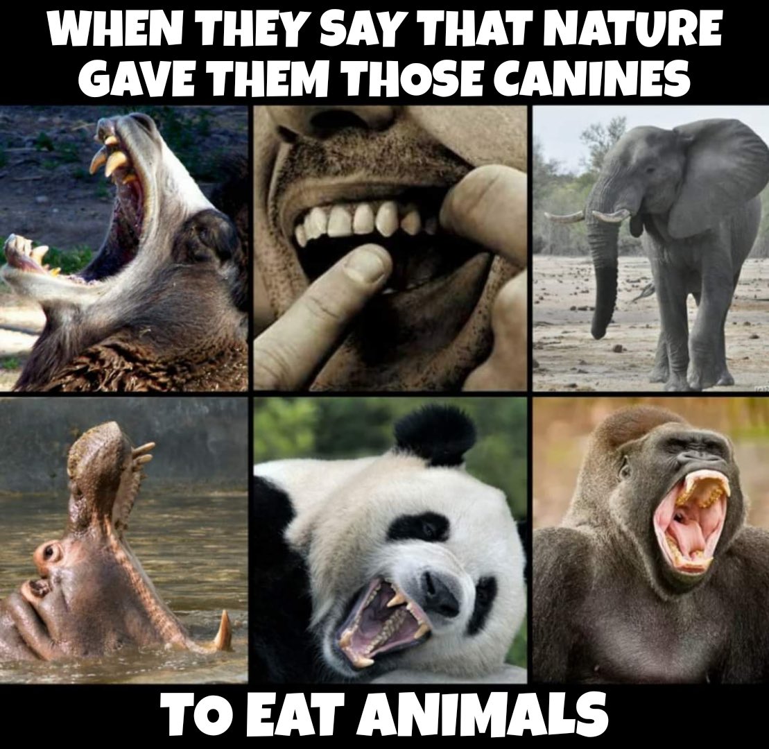 @NothingIsArt Meanwhile actual herbivore animals with far larger canines