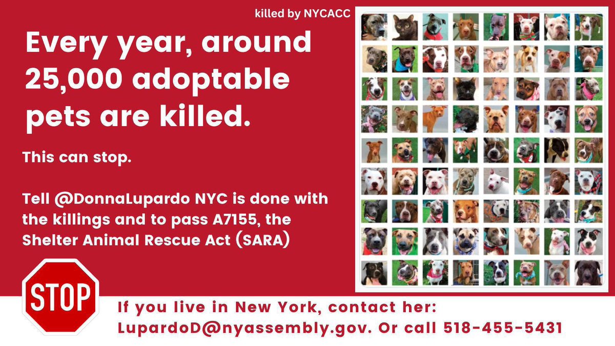 @AndyWeprin @NYCACC @DonnaLupardo @SenatorHinchey @JeffreyDinowitz @LindaBRosenthal @SenGianaris There are thousands of puppies, dogs, cats being killed like rubbish by NYCACC whose ONLY crime was to be born. In a society claiming to be highly educated THIS is their BEST solution silencing animals reminiscent of concentration camps, this is the Auschwitz of the animal world.