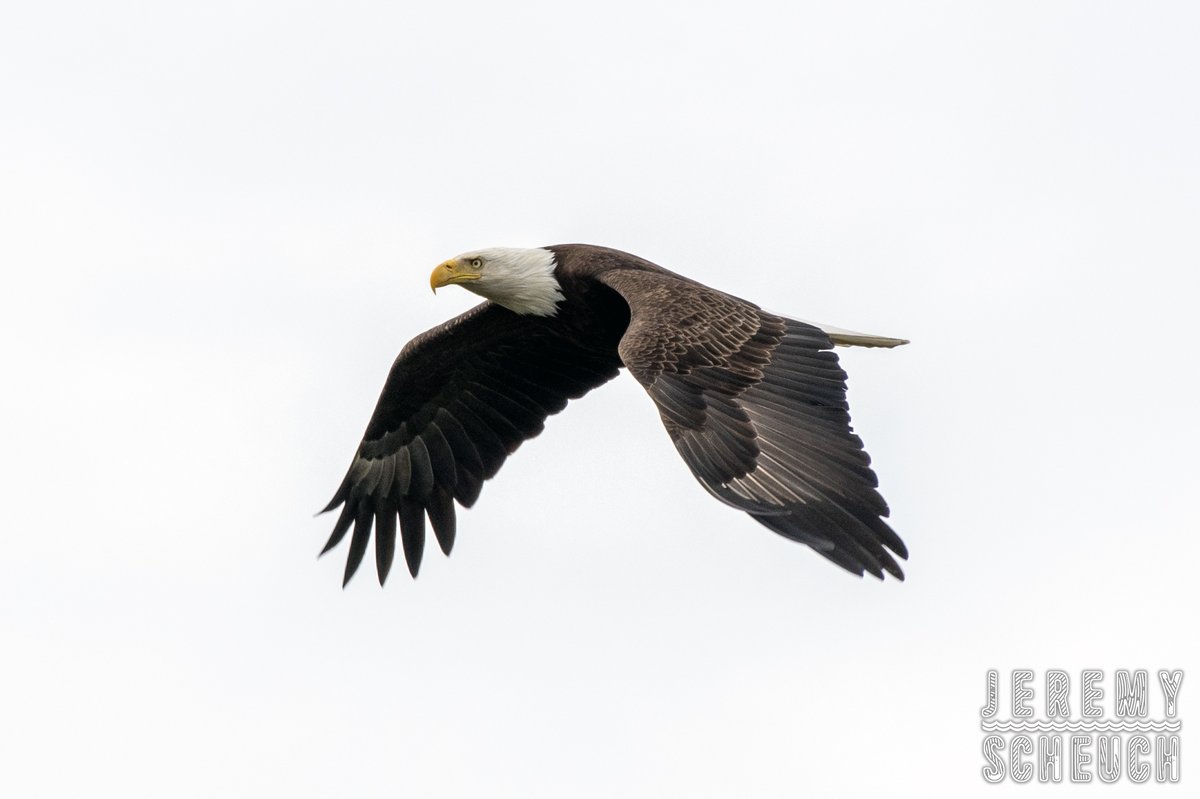 Bald Eagle (Haliaeetus leucocephalus) Credit Island Davenport, Iowa April 28, 2024 Nikon D7500 AF-S Nikkor 200-500mm F5.6E