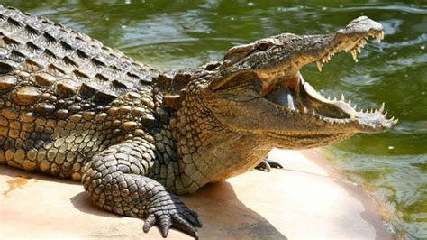 Ahora sí... ¡Abro hilo hablando sobre el cocodrilo mexicano! 🐊🇲🇽 ✨. Toda la información aquí mostrada ha salido de fuentes oficiales del gobierno mexicano como, por dar un ejemplo, PROFEPA🦅. Por favor, recuerden dar ❤️ y 🔁 si les gusta el hilo :D