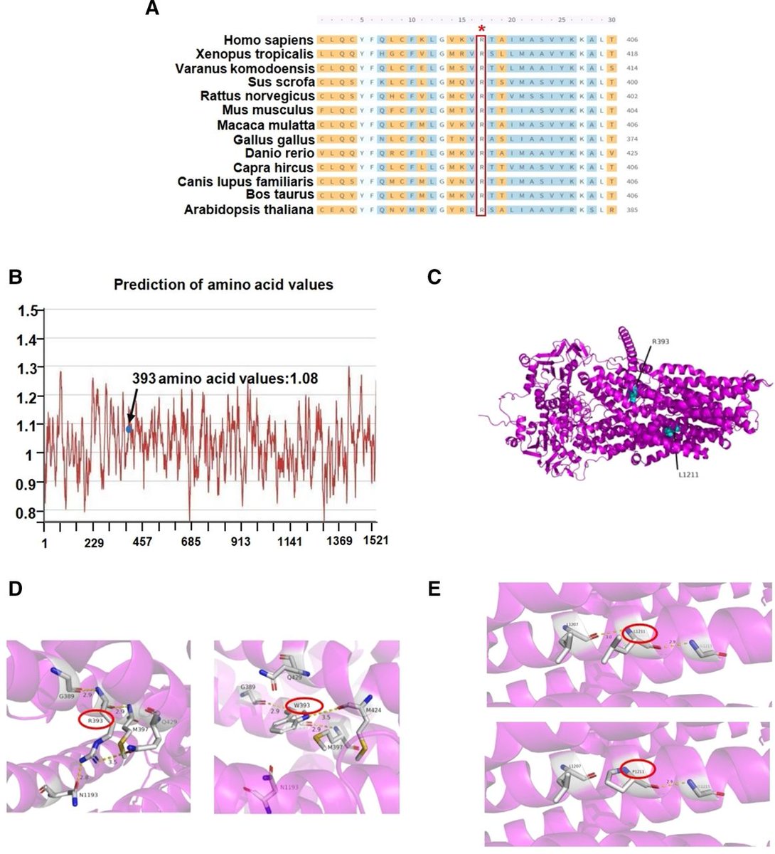 🔬 Unlocking the genetic mysteries of Dubin-Johnson syndrome! The paper reveals how the ABCC2 p.R393W variant plays a crucial role, targeting MRP2 to proteasome degradation. 

Discover more via 🖇️ egastroenterology.bmj.com/content/2/1/e1…
 #DubinJohnsonSyndrome #Genetics #Research #Science