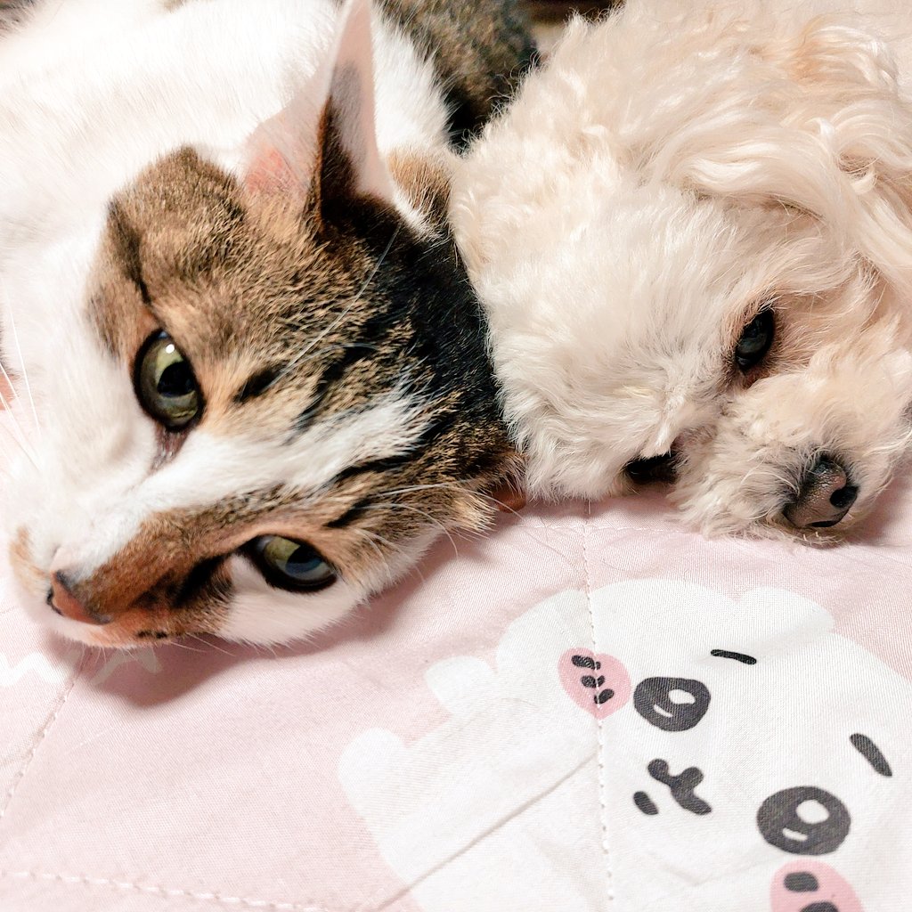 おはようございます😸🐶良い１日になりますように🍀✨✨