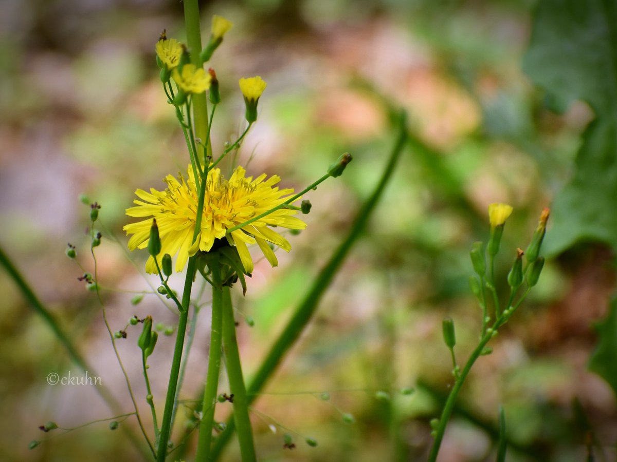 #SundayYellow #SpringVibes #NaturePhotography #Nature #Wildflowers #FlowerReport 
*Butterweed; dandelion & hawksbeard