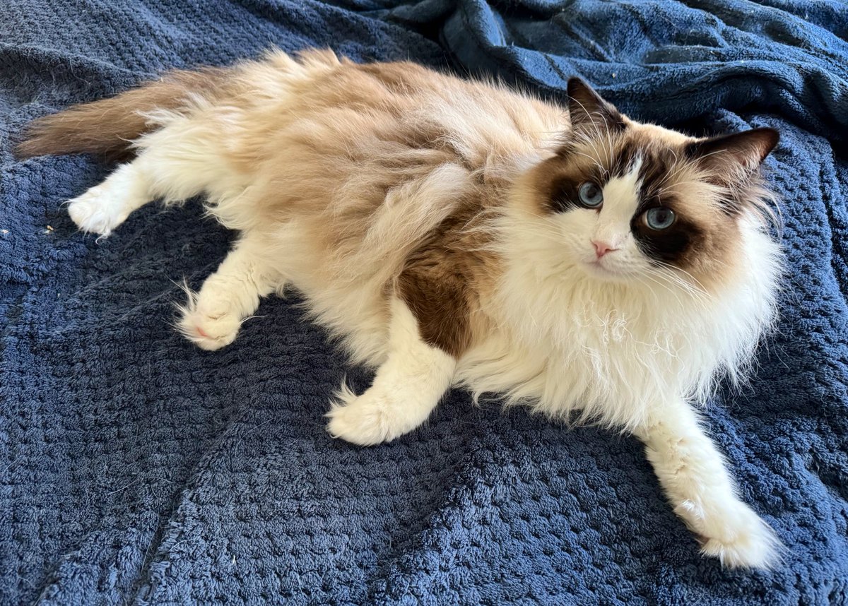 Merlin on the bed #CatsOfTwitter #ragdollcats
