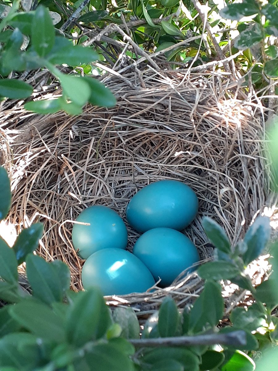 Looky what I found in the shrub outside my front door 🥰🥚🐦