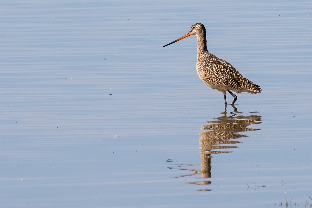 One of my favourite prairie birds is the marbled godwit 🧵(1/5)