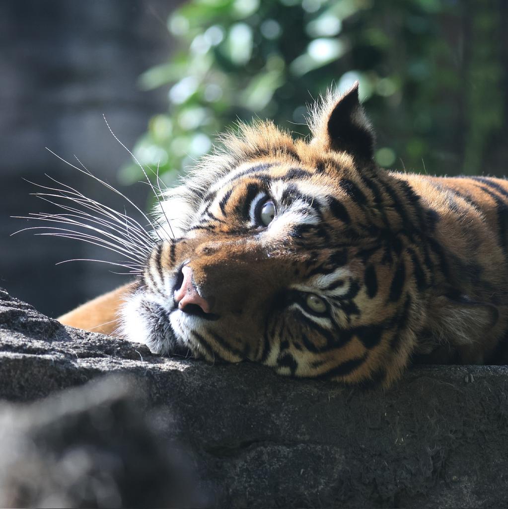 おはよう、ダマイさん。ご無沙汰しております。相変わらずの、鋭さでございます 。#ダマイ　#スマトラトラ　#トラ　#虎 #タイガー　#大型猫　#絶滅危惧種　#八木山動物公園フジサキの杜