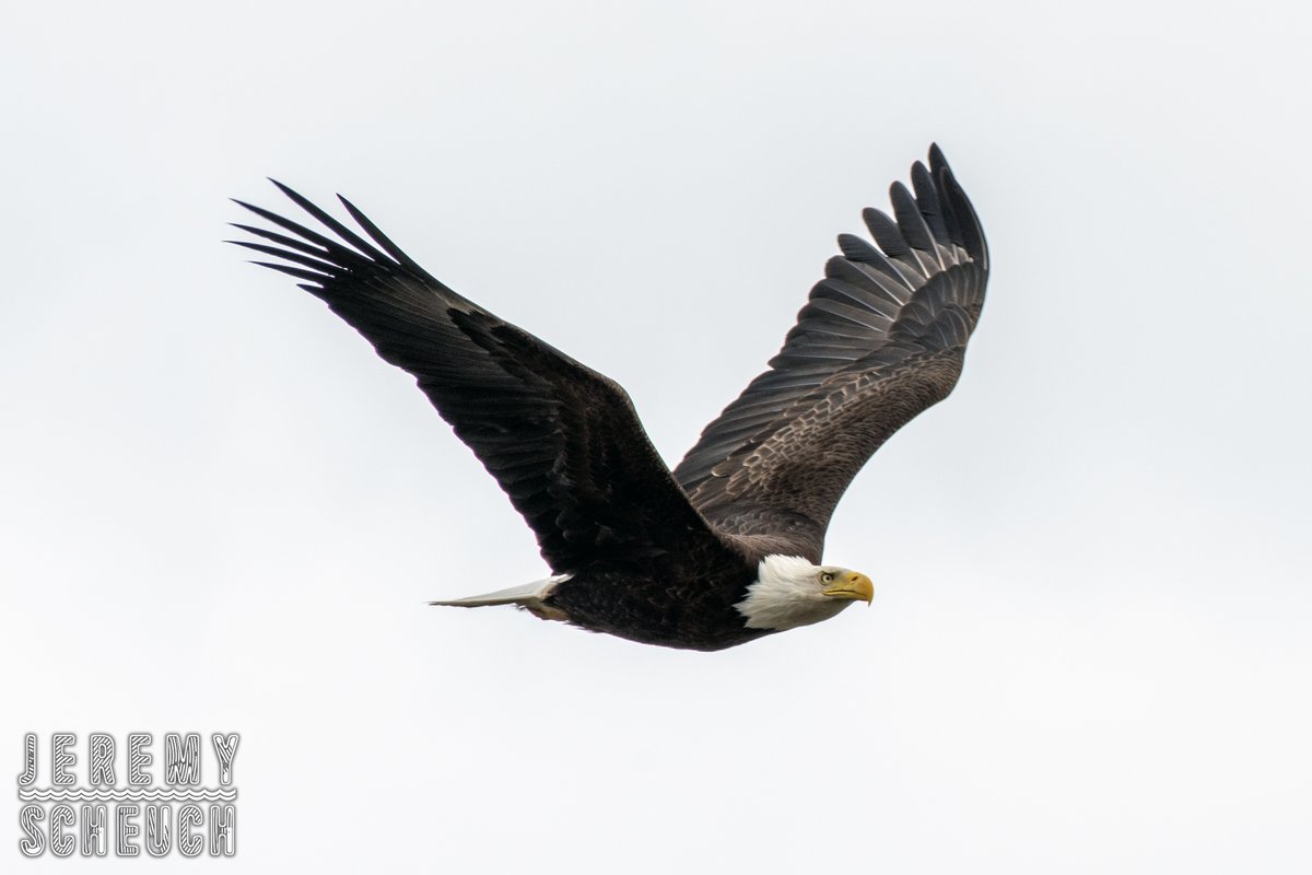 Bald Eagle (Haliaeetus leucocephalus) Credit Island Davenport, Iowa April 28, 2024 Nikon D7500 AF-S Nikkor 200-500mm F5.6E