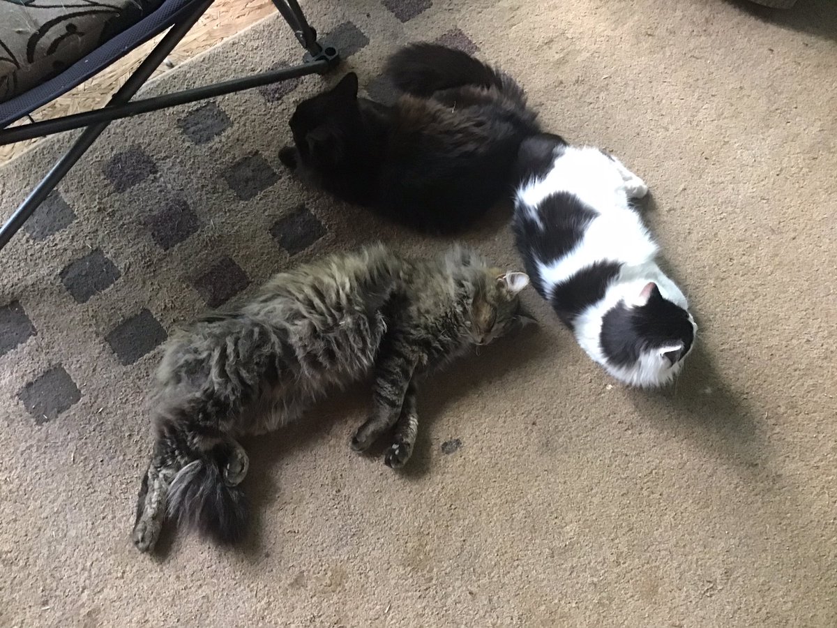 My cats believe it’s way too hot on the porch.