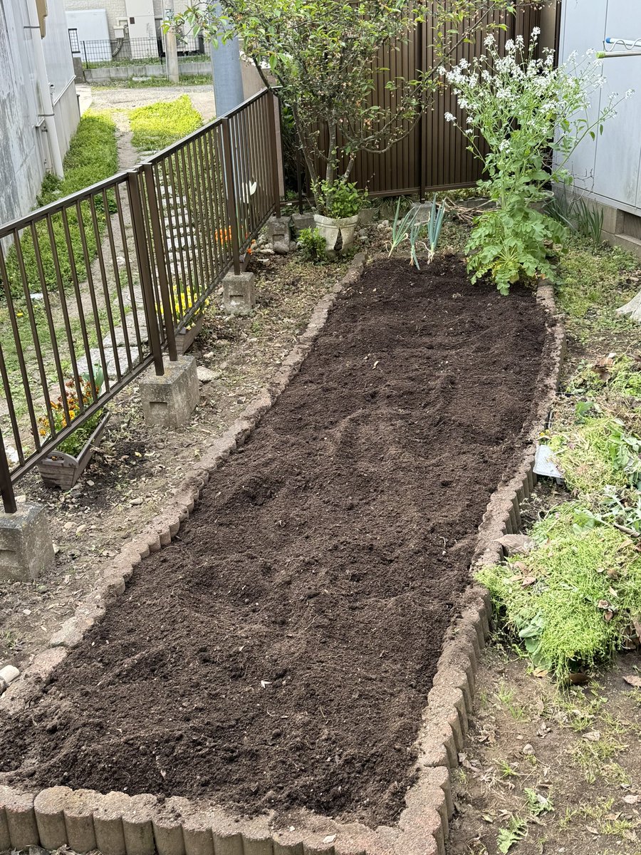 庭のはたけの土作り、朝のうちに完了。大根の花は綺麗なので残しておきましたよ