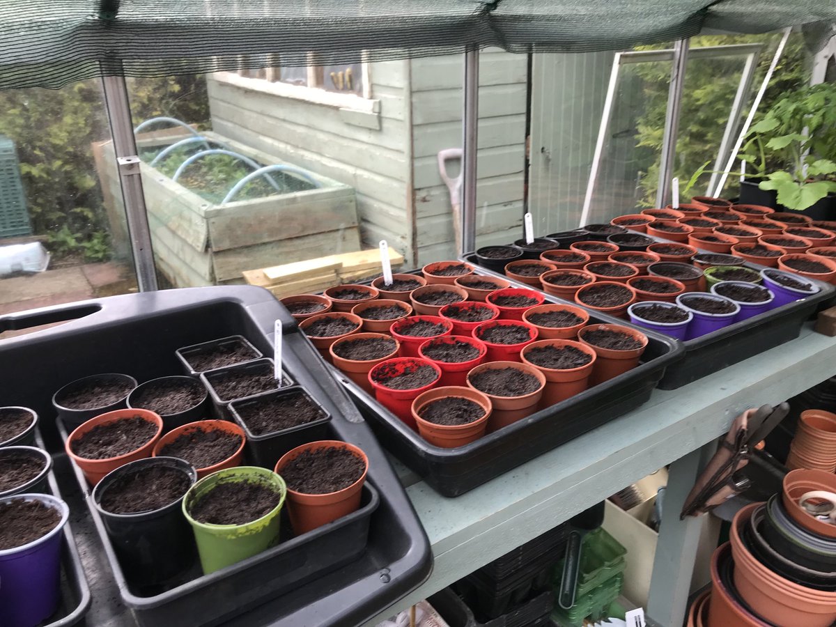 Mass production on the sowing side. Sweet Corn, Runner Beans, in pots for later planting out. This way you know what you’ve got unlike the lottery of planting directly into the soil with the possibly of mice and late frosts..