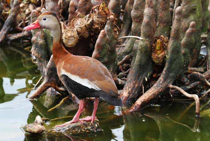 JayWonEm's tweet photo. @Dirtdragonmom Black-bellied whistling duck 🦆🦆🦆, but I also have a fondness for the purple gallinule. https://t.co/k7mY4q1H1S