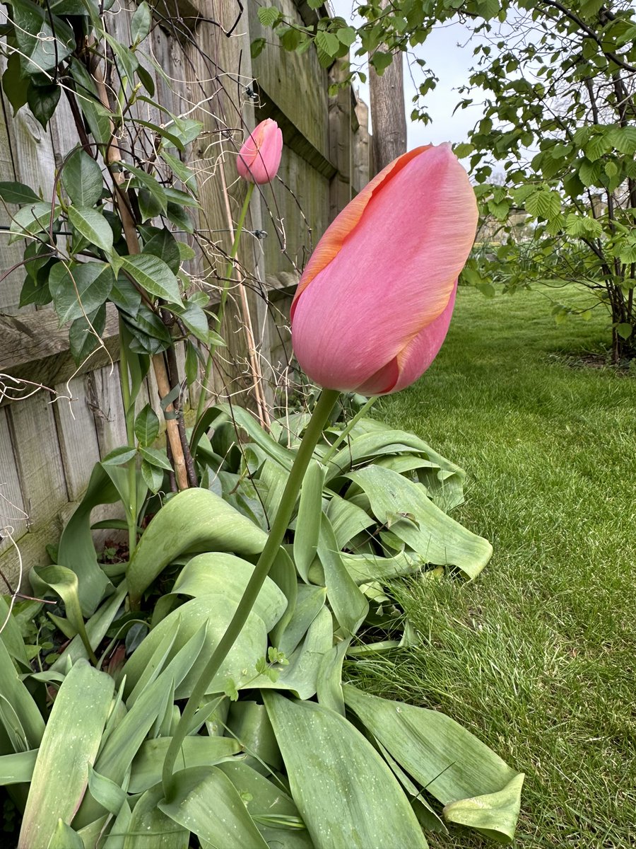 Garden tulips

#FlowerReport #flowersOfX #GardenersWorld