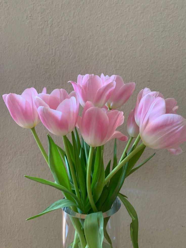 pink tulips