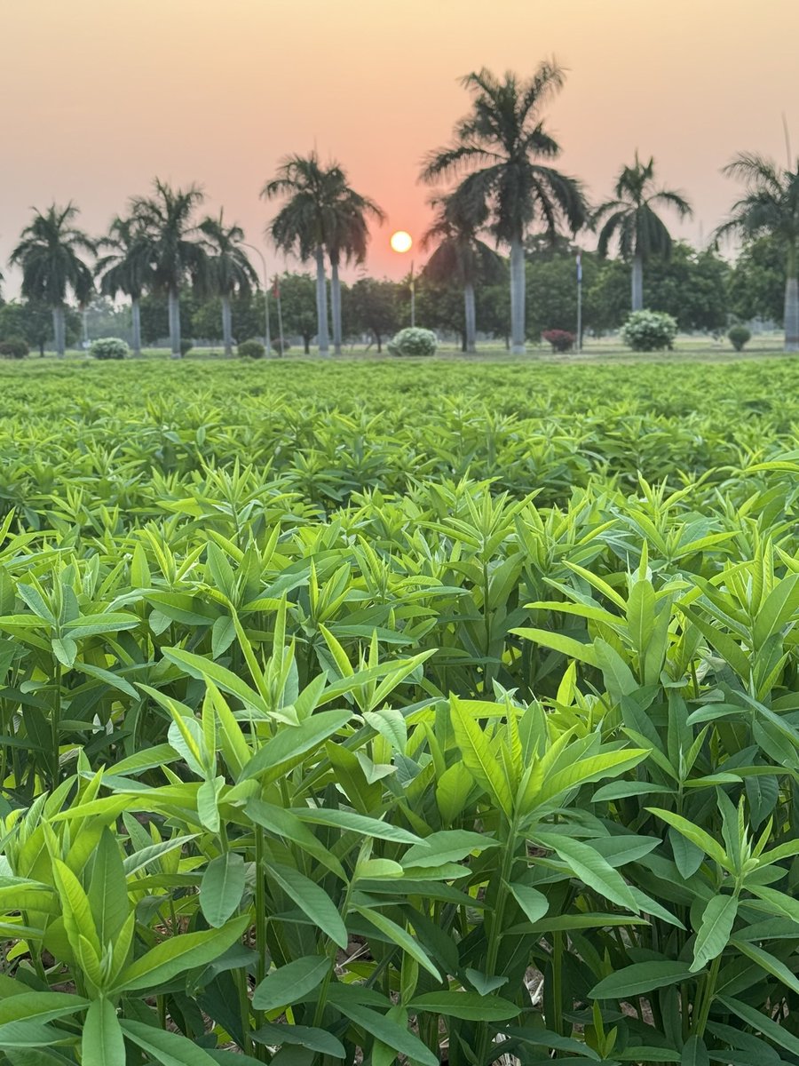 DrStanfordBlade's tweet photo. International Crops Research Institute for the Semi-Arid Tropics @ICRISAT https://t.co/bK0z0sy1eh