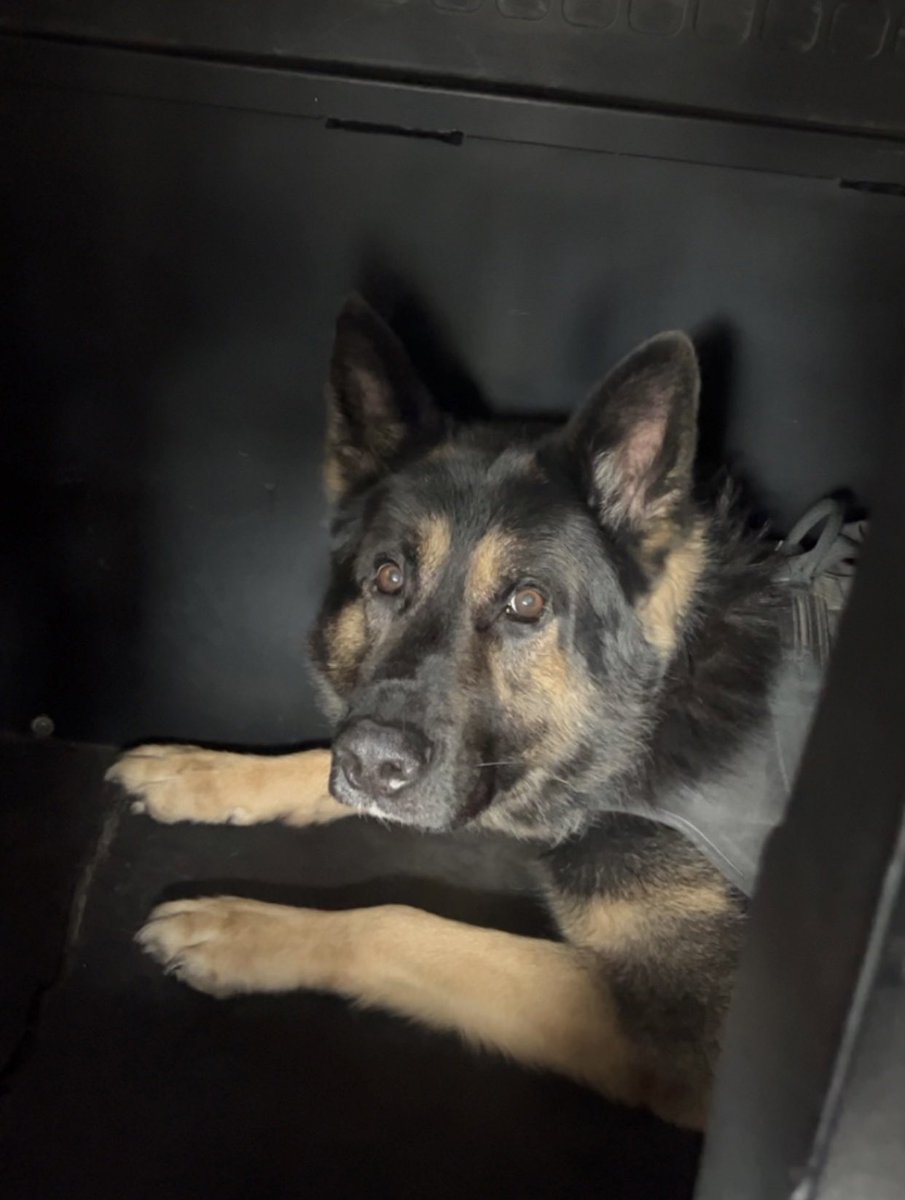 I’ll be sharing lots of K9 Ronin pics and vids from over the years in preparation of his upcoming retirement! (Photo/video 9 of ??)