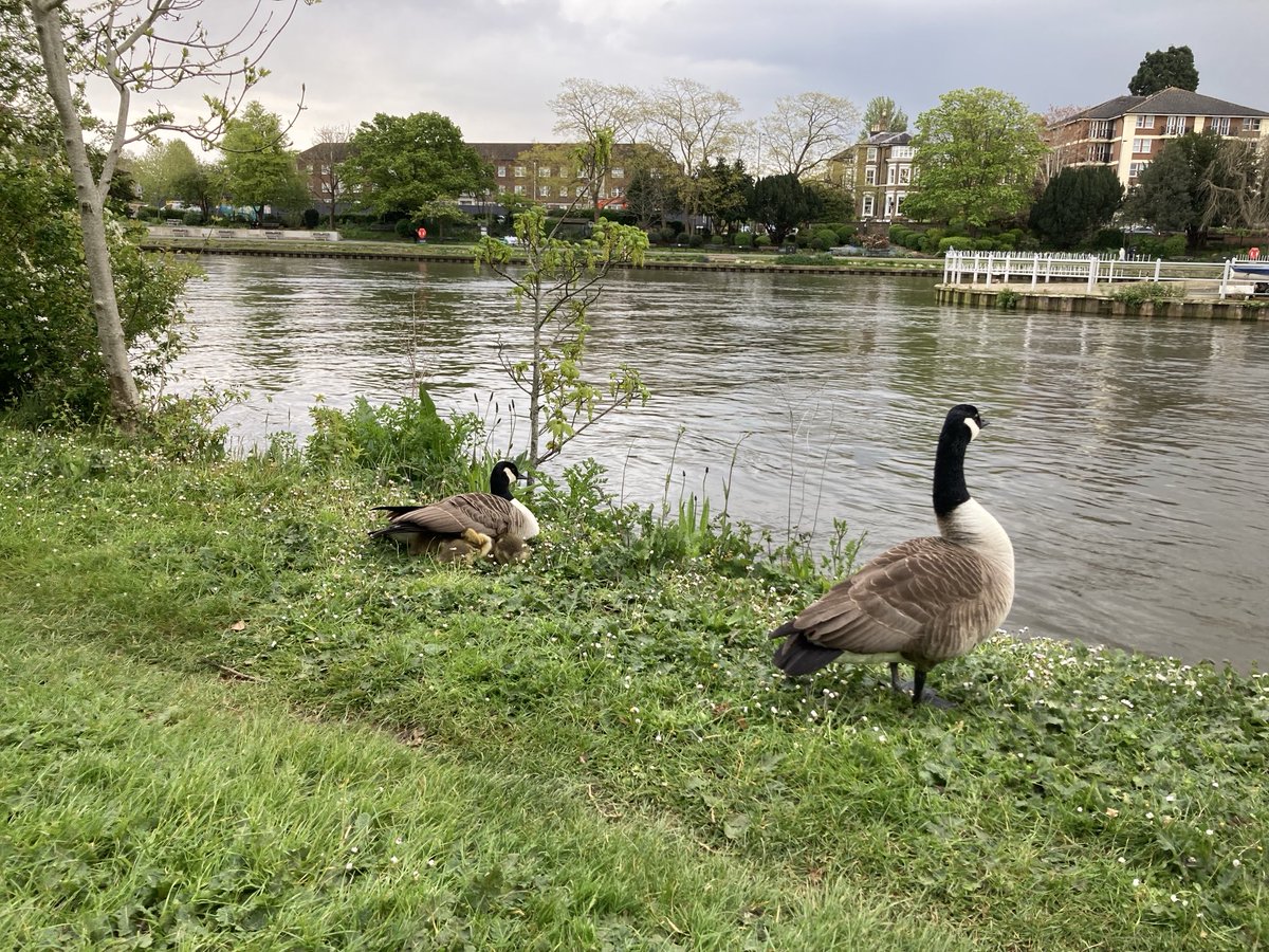 Riverside walk towards Kingston Bridge, via Barge Walk.