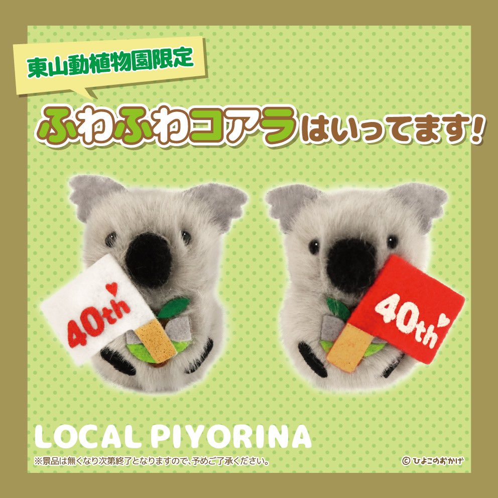 東山動植物園 限定！ 40th限定のふわふわコアラが仲間入り🐨🚩 こちら