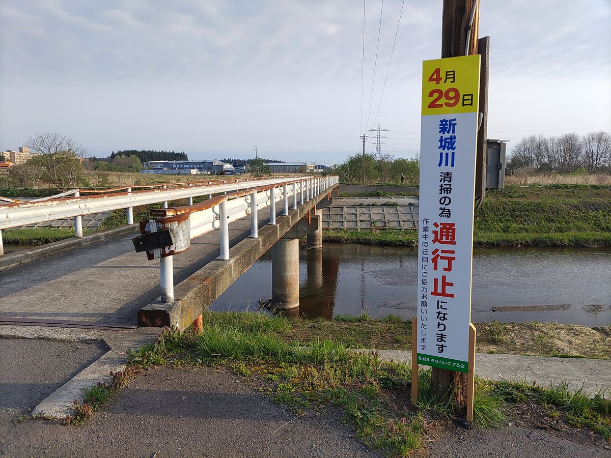 おはようございます(^o^)今朝の白鳥🦢さん。のんびり餌をついばんでいます。今日は…清掃の日です。びっくりするだろうけど、ゆったり清掃を眺めてて欲しい…