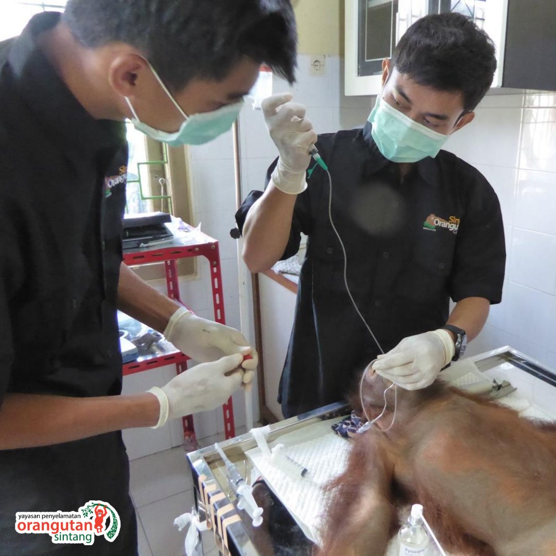 On #WorldVeterinaryDay (1 day late 🥲) we want to highlight our amazing partners in the field that work countless hours to rescue and rehabilitate orangutans. In the photos below, we are spotlighting the work of Sintang Orangutan Center! Learn more: orangutan.com/project/