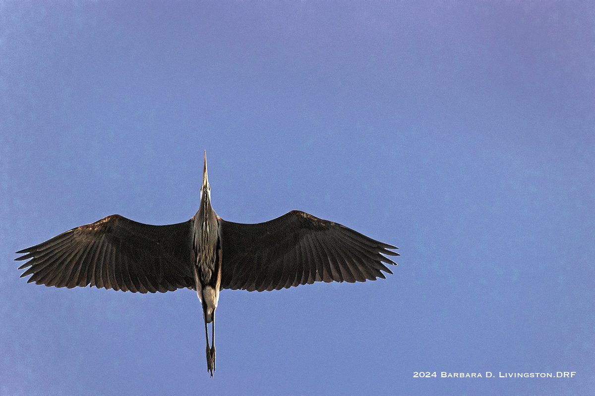 Heron flyover, this morning at Churchill Downs