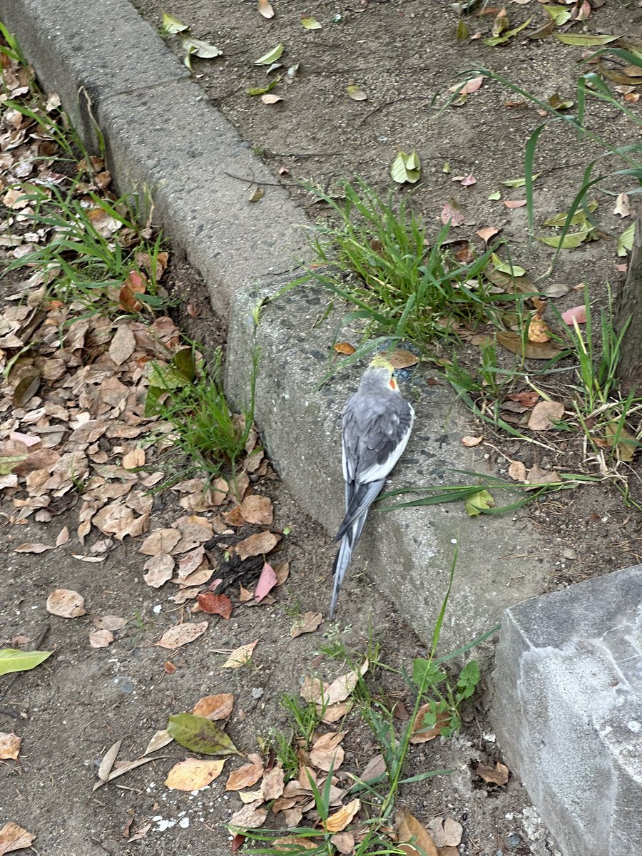 東大阪市の某公園に迷子のオカメインコがいました。
頼むから飼い主さん見つかってくれ