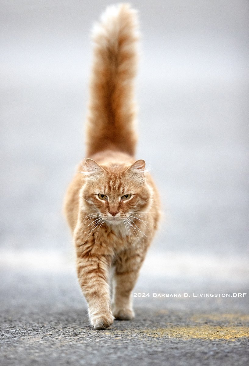 Floof extraordinaire!

I believe this high-tailed strutter is Charlie. At Churchill Downs this morning.