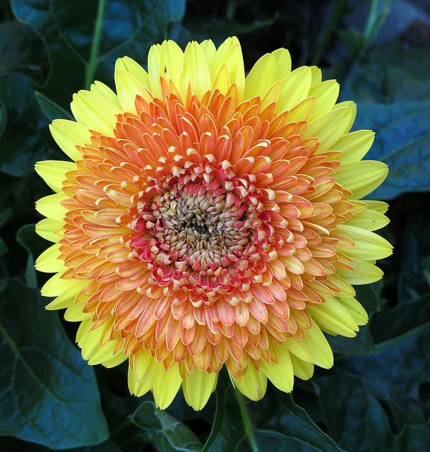 Good morning to all. Happy Monday. #flowers #flower #zinnia #nature